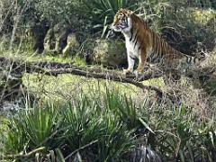 149 BIO PARC DE DOUE LA FONTAINE 4- 2016_000027